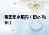 稻田是水稻吗（田水 籼稻）