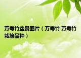万寿竹盆景图片（万寿竹 万寿竹栽培品种）