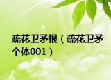 疏花卫矛根（疏花卫矛个体001）