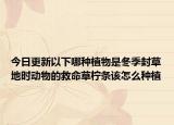 今日更新以下哪种植物是冬季封草地时动物的救命草柠条该怎么种植