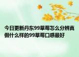 今日更新丹东99草莓怎么分辨真假什么样的99草莓口感最好