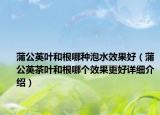 蒲公英叶和根哪种泡水效果好（蒲公英茶叶和根哪个效果更好详细介绍）