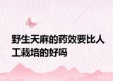 野生天麻的药效要比人工栽培的好吗