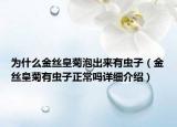 为什么金丝皇菊泡出来有虫子（金丝皇菊有虫子正常吗详细介绍）