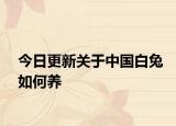 今日更新关于中国白兔如何养
