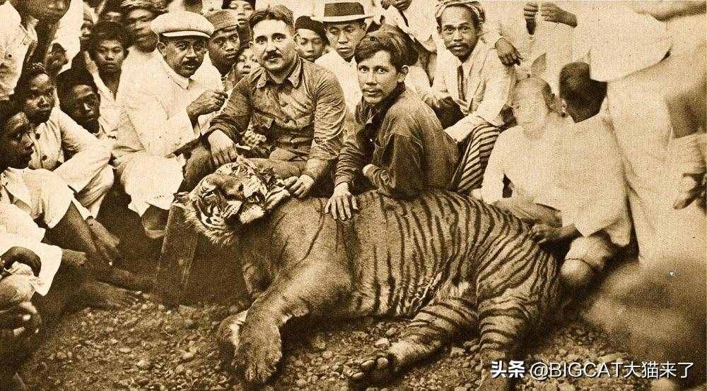 爪哇虎在爪哇岛重现？别幻想了，那只是一种比东北虎还濒危的大猫