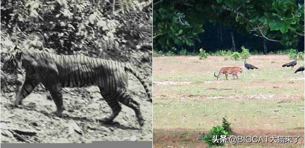 爪哇虎在爪哇岛重现？别幻想了，那只是一种比东北虎还濒危的大猫