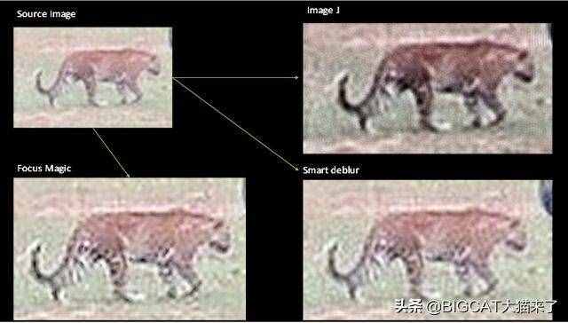爪哇虎在爪哇岛重现？别幻想了，那只是一种比东北虎还濒危的大猫