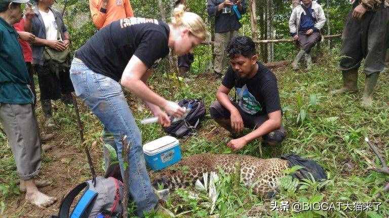 爪哇虎在爪哇岛重现？别幻想了，那只是一种比东北虎还濒危的大猫