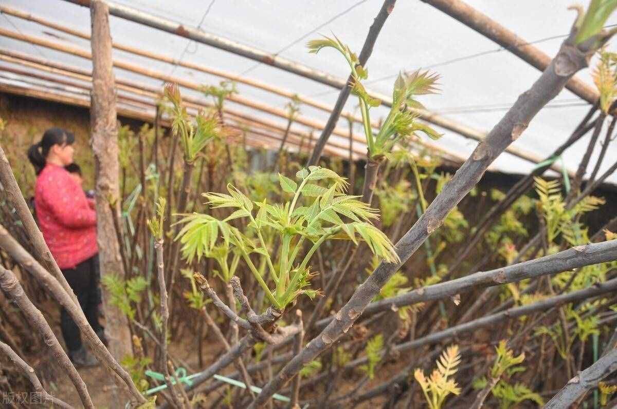 香椿树被誉为“浑身是宝”，为啥在农村越来越少见？被淘汰了？