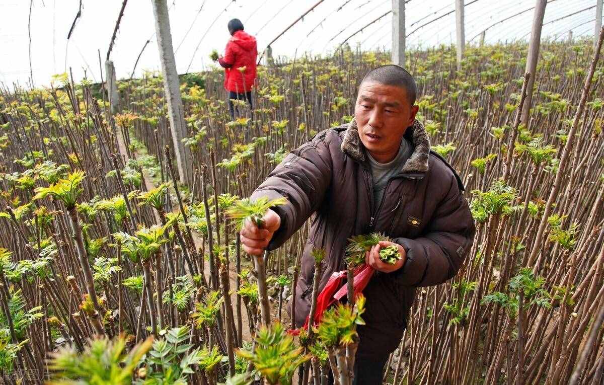 香椿树被誉为“浑身是宝”，为啥在农村越来越少见？被淘汰了？