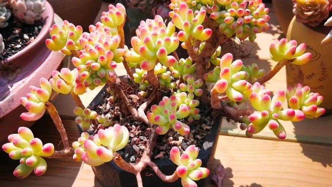80种多肉图谱，啥肉都能叫上名，不再脸盲！