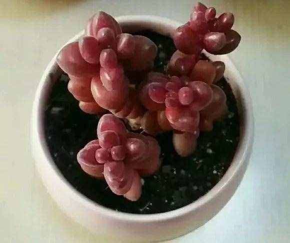 80种多肉图谱，啥肉都能叫上名，不再脸盲！