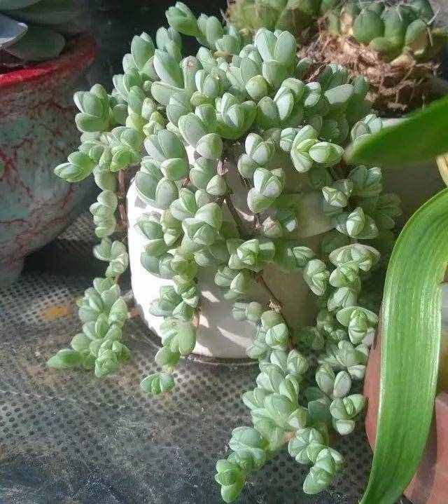 80种多肉图谱，啥肉都能叫上名，不再脸盲！