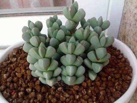 80种多肉图谱，啥肉都能叫上名，不再脸盲！