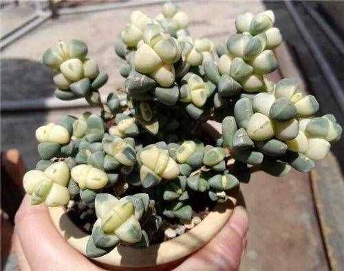 80种多肉图谱，啥肉都能叫上名，不再脸盲！