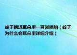 蚊子跑进耳朵里一直嗡嗡响（蚊子为什么会耳朵里详细介绍）