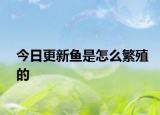今日更新鱼是怎么繁殖的