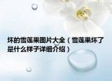 坏的雪莲果图片大全（雪莲果坏了是什么样子详细介绍）