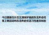 今日更新生长在汪清保护地的东北豹会经常上树活动吗东北豹的生活习性是怎样的