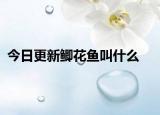 今日更新鲫花鱼叫什么