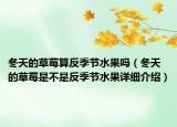 冬天的草莓算反季节水果吗（冬天的草莓是不是反季节水果详细介绍）