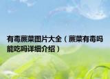 有毒蕨菜图片大全（蕨菜有毒吗能吃吗详细介绍）
