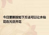 今日更新按如下方法可以让水仙花在元旦开花