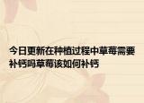 今日更新在种植过程中草莓需要补钙吗草莓该如何补钙