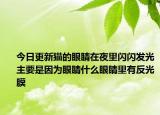 今日更新猫的眼睛在夜里闪闪发光主要是因为眼睛什么眼睛里有反光膜