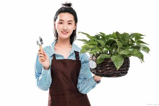 按照3个方法来养水培绿萝，茎杆粗壮，叶片翠绿油亮有光泽