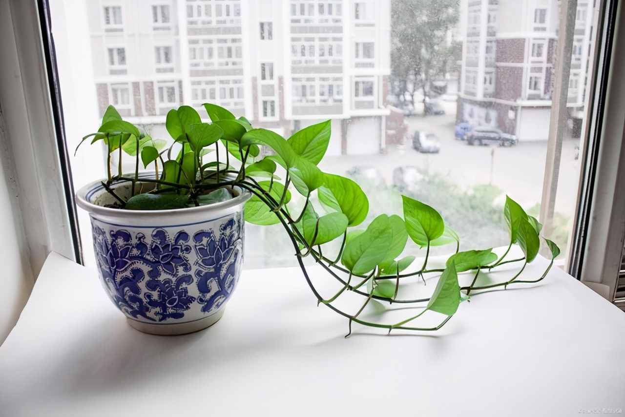 按照3个方法来养水培绿萝，茎杆粗壮，叶片翠绿油亮有光泽