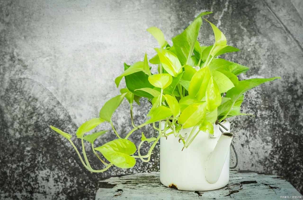 按照3个方法来养水培绿萝，茎杆粗壮，叶片翠绿油亮有光泽