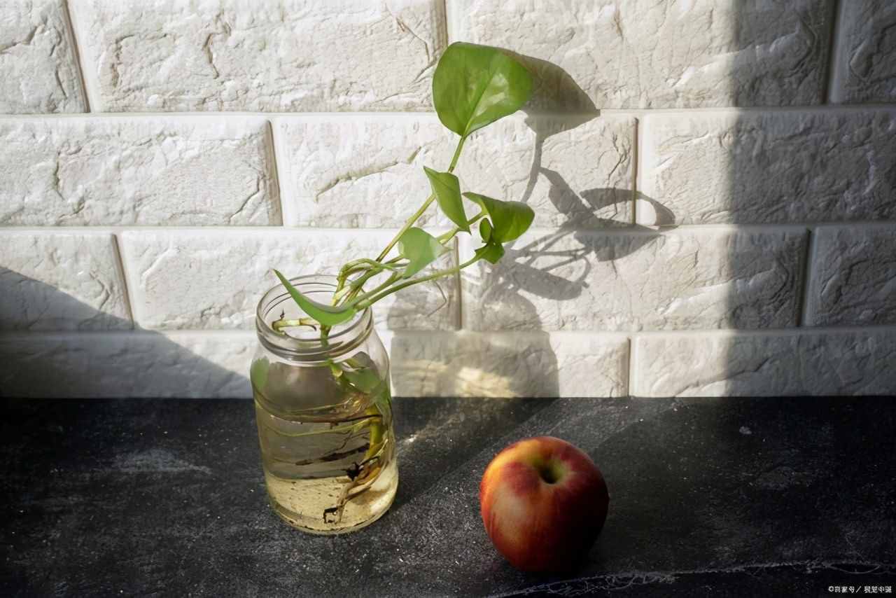 按照3个方法来养水培绿萝，茎杆粗壮，叶片翠绿油亮有光泽