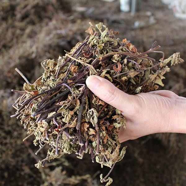 “烧仙草”是什么东西？为什么有的人做不出仙草冻？