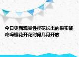 今日更新观赏性樱花长出的果实能吃吗樱花开花时间几月开放