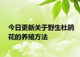 今日更新关于野生杜鹃花的养殖方法