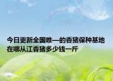 今日更新全国唯—的香猪保种基地在哪从江香猪多少钱一斤