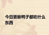 今日更新鸭子都吃什么东西