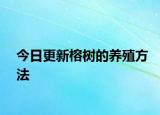今日更新榕树的养殖方法