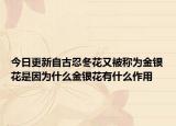 今日更新自古忍冬花又被称为金银花是因为什么金银花有什么作用