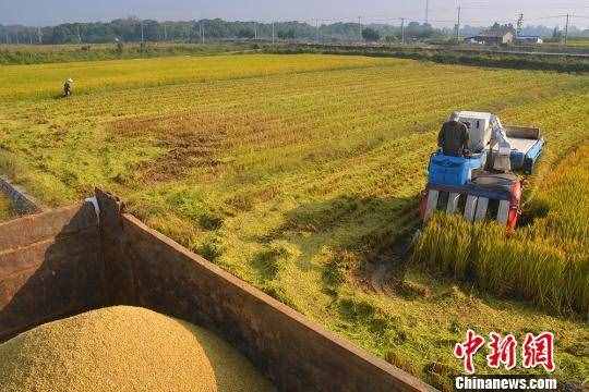 吃螃蟹、赏秋色……寒露习俗知多少？