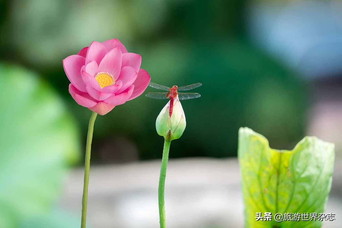 为“白莲花”正名，中国人的荷花情结