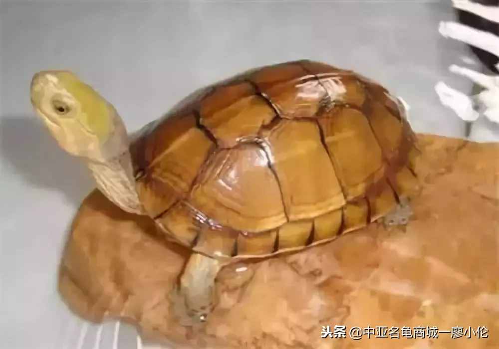 乌龟头号杀手一白眼病的预防及治疗