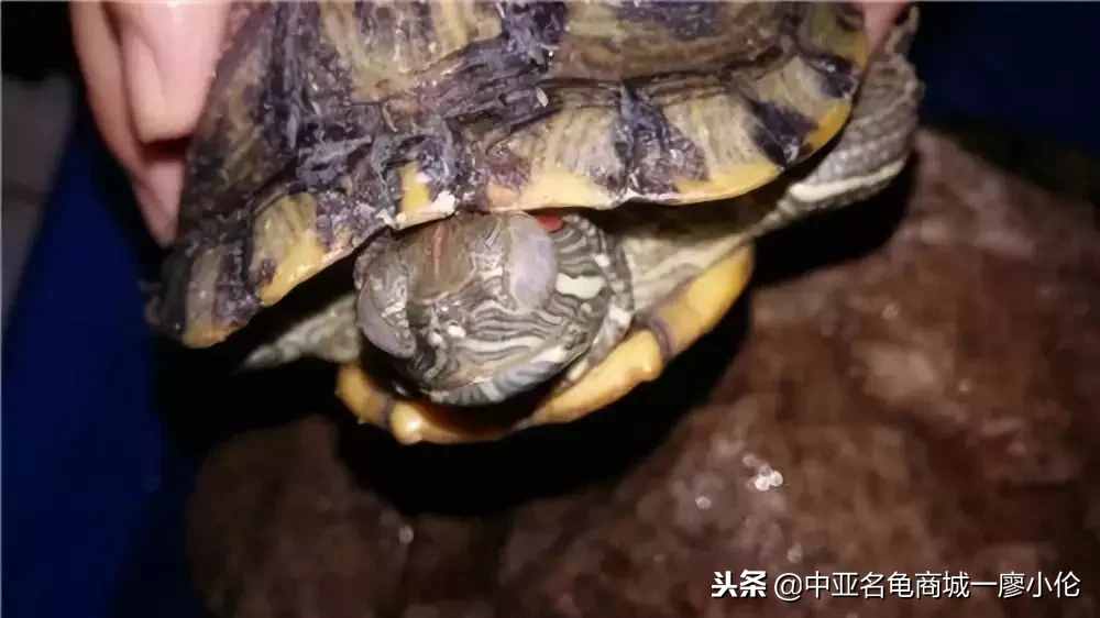 乌龟头号杀手一白眼病的预防及治疗