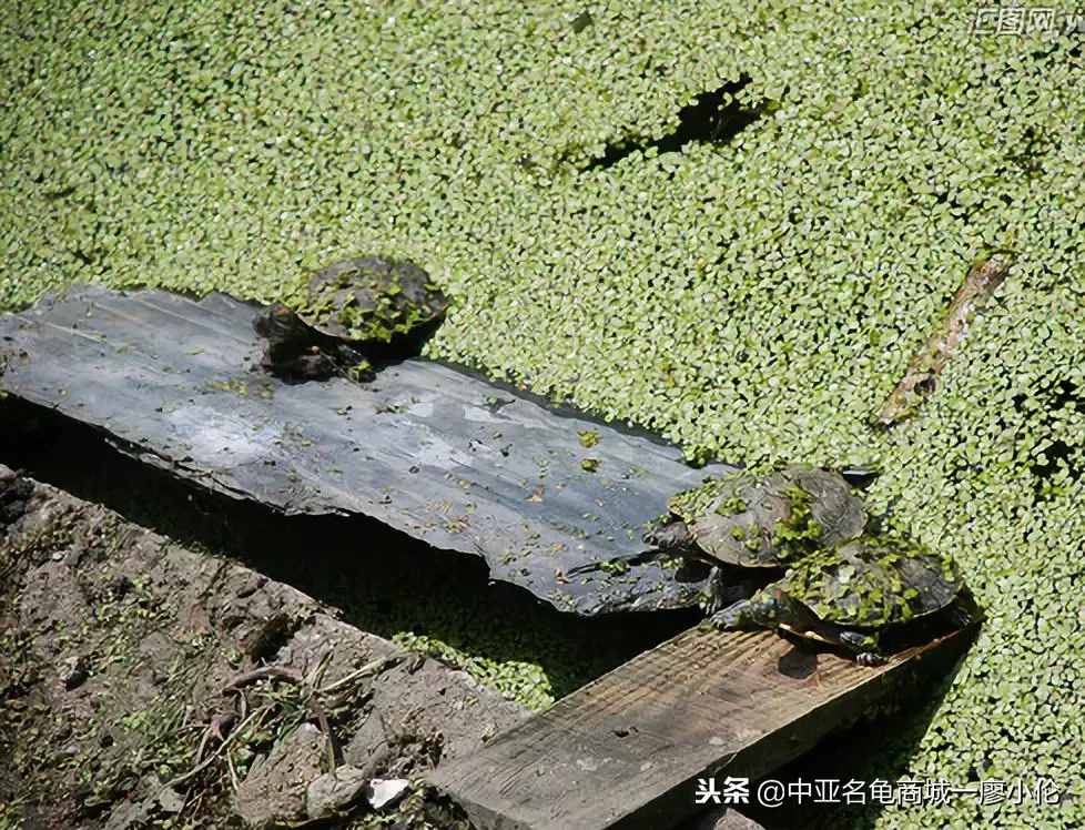 乌龟头号杀手一白眼病的预防及治疗