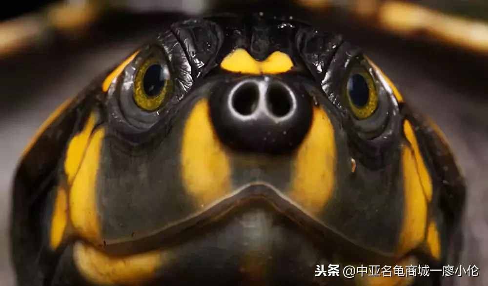 乌龟头号杀手一白眼病的预防及治疗