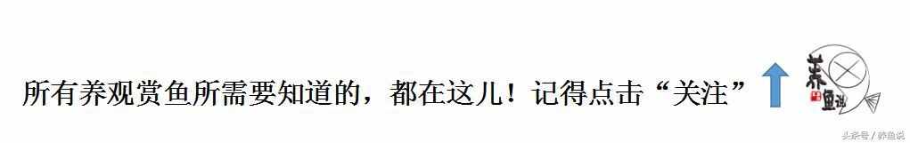孔雀鱼尾巴烂了，基本是这些情况跑不了