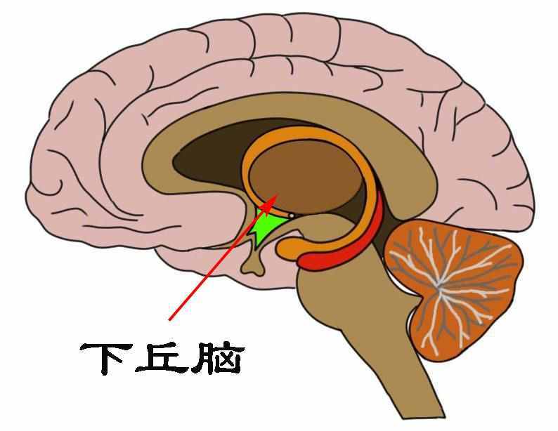 被冻死是怎样的过程：从瑟瑟发抖到无意识的赤身躺下？