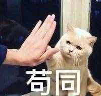 盘点体型最大的7种猫，没有想到它也上榜了